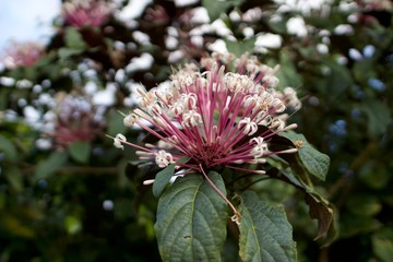thistle flower in bloom