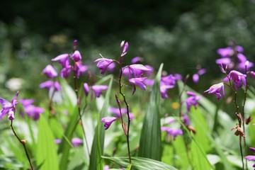 Hyacinth orchid (Bletilla striata) / Orchidaceae perennial plant