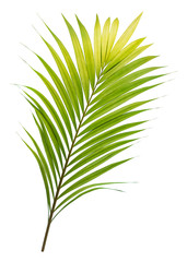 One green tropical palm leaf isolated on a pure white background with a clipping path for easy selection 