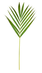 One green tropical palm leaf isolated on a pure white background with a clipping path for easy selection 