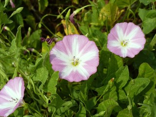 Field bindweed is an unpretentious herbaceous plant