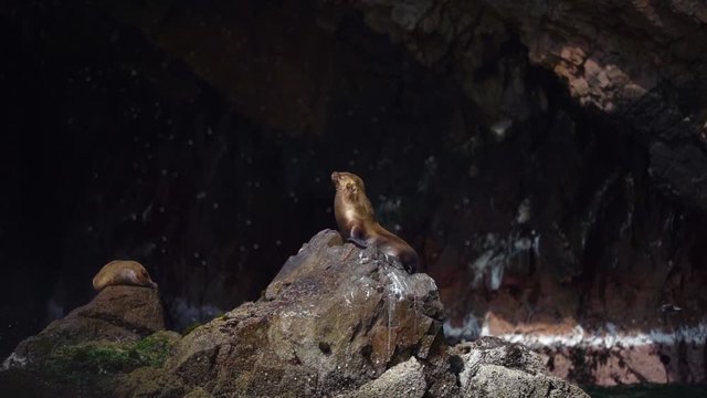 King of the mountain, single fur seal sits on top of rock at Paracas coast, slow