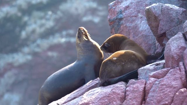 Fur seals enjoying the sunlight on the rocky coast of Peru, slow motion