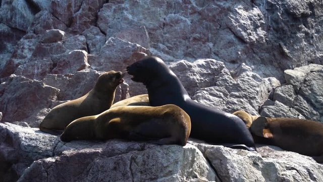 Young and adult fur seal fighting on rocky cliff, wildlife scene, slow motion HD