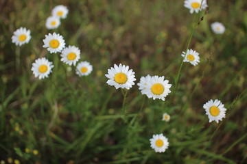 Chamomile flowers close up in summer meadow. White flower on dark green background