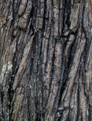 Brown bark of an old tree  
