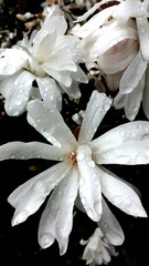 Fototapeta na wymiar Close-up Of Dew Drops On White Flower