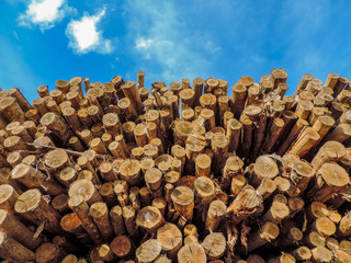 Wood Pile Logs 