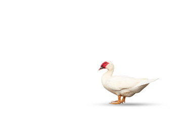 white duck isolated on white