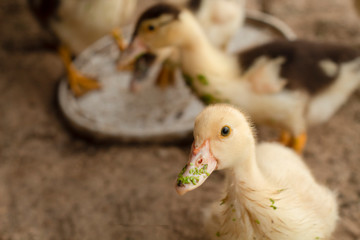 ducklings on the farm