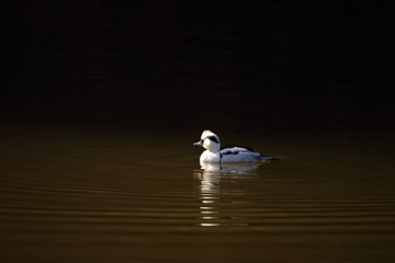 Smew on the pond
