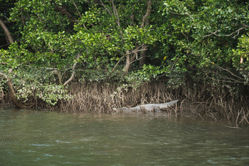 Daintree river, Australia: Crocodile resting on a muddy shore of a river under the tree