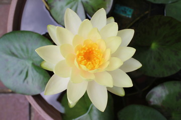 睡蓮の花　黄色　きれいな