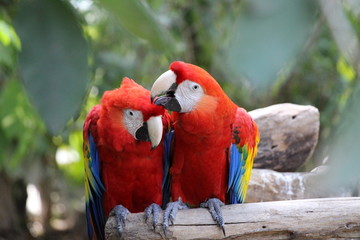 red and yellow macaw