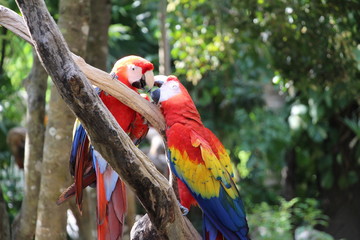 red and yellow macaw