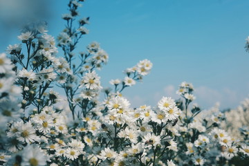 blue sky and white flowers
