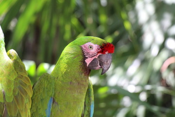 red and green parrot