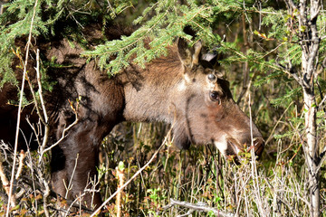 Fototapeta na wymiar Young bull moose in the forest.
