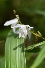 Hyacinth orchid (Bletilla striata) / Orchidaceae perennial plant