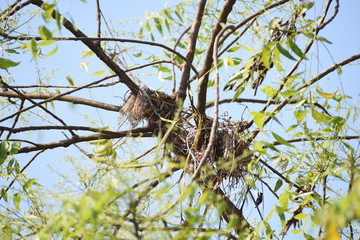 Nest in the tree