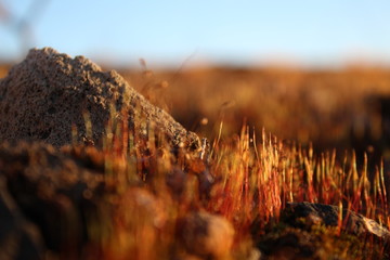 The arrival of little spring