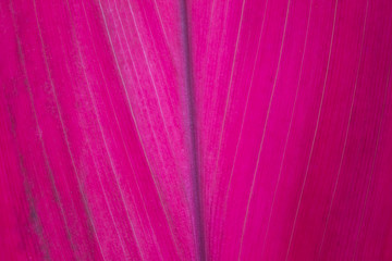 Pink leaf of a plant 1