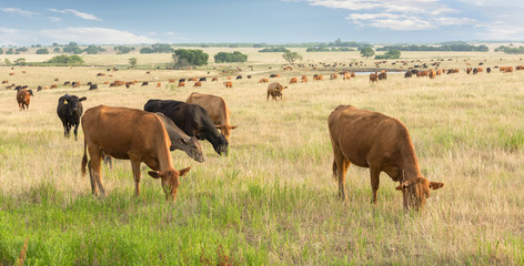 Cows grazing in pasture after their calves were weaned three days ago on the beef cattle ranch