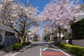 世田谷区中町の桜並木