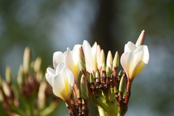 spring crocus flower