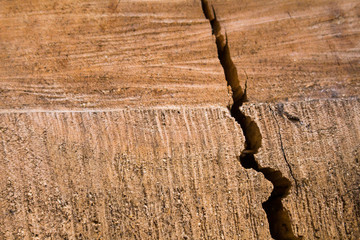 Wood crack of an old tree