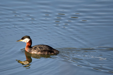 A Red-necked Grebe (Podiceps grisegena) swims in Reflections Lake, Alaska.