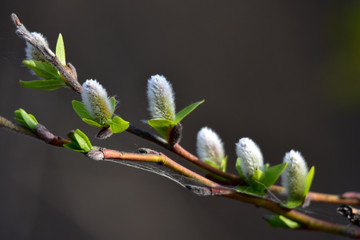 Fototapeta premium Fresh leaves and buds burst forth in spring