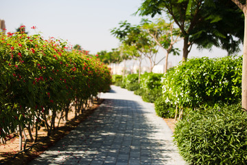 Walkway in the park. Path through a Green Garden