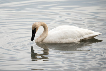 A Trumpeter Swan (Cygnus buccinator) looks at its reflection in the waters of Reflections Lake, Alaska.
