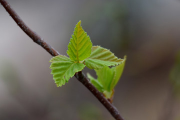 Fresh leaves and buds burst forth in spring