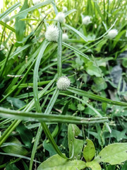 Grass flower with white colour 
