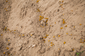 close up of sand on the hot summer day background