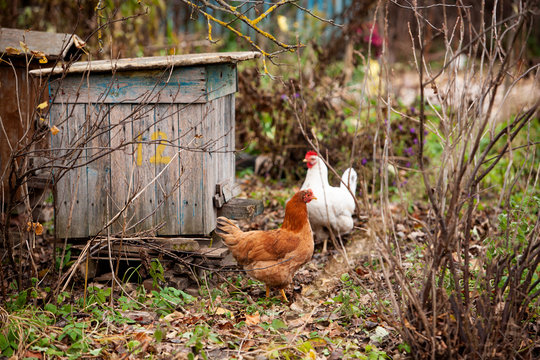 Two hens of different colors and a blue house for bees in an autumn village garden. Household. Country life. Honey production.