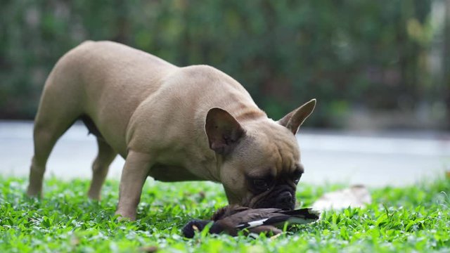 Curious french bulldog snuffle dead myna bird at garden.