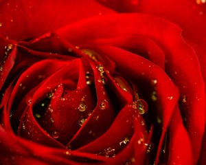 Close-up Of Wet Red Rose