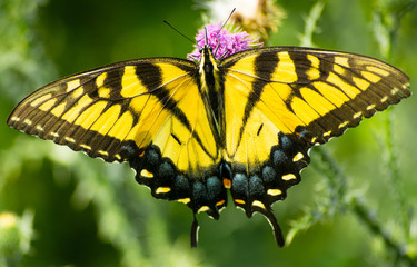 a yellow wings butterfly on a flower