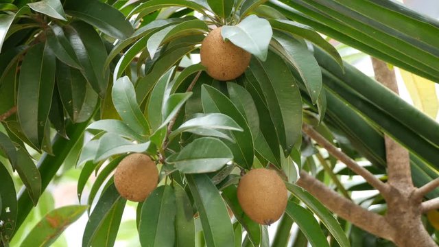 Fresh sweet sapodilla fruit with leaves on tree