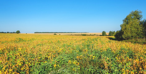 Soy field