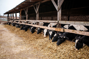 Dairy farm with cows chewing sawdust. The prospect of the economy. Black and white cows. Natural...