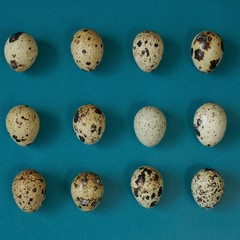 Fototapeta premium Quail eggs set close-up background. Egg pattern on a turquoise background.Useful fresh bio diet product.Quail eggs row