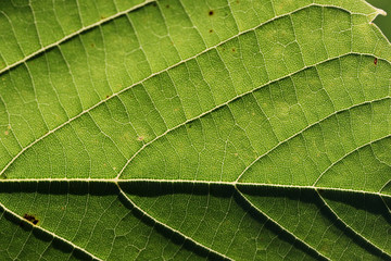 close up of green leaf