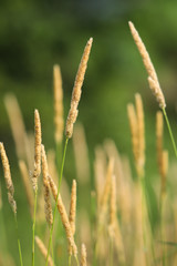 gold grasses against dark green background