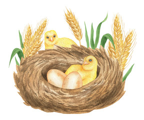 Chicks and nest