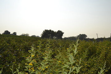 Fototapeta na wymiar Indian farm landscape Field agriculture. 