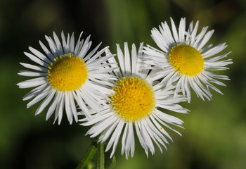 Fototapeta premium 3 white daisies against dark garden background